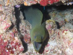 Green Moray at Desecheo Island, Puerto Rico. by John Thompson 